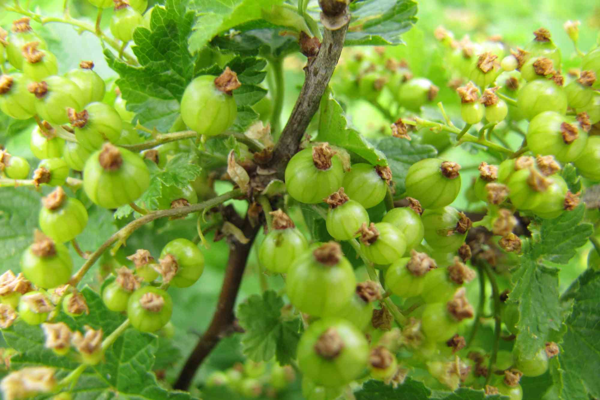 Where Can I Buy Gooseberries Woodland Hills