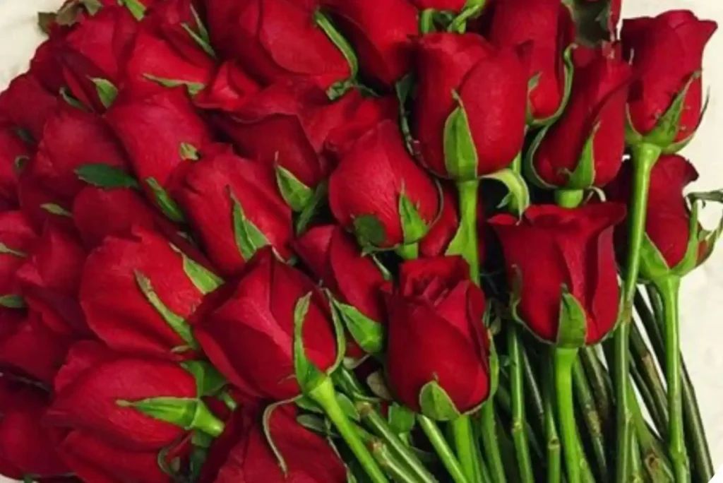 How Red Rose UAE Helps Ajman Vehicle Owners