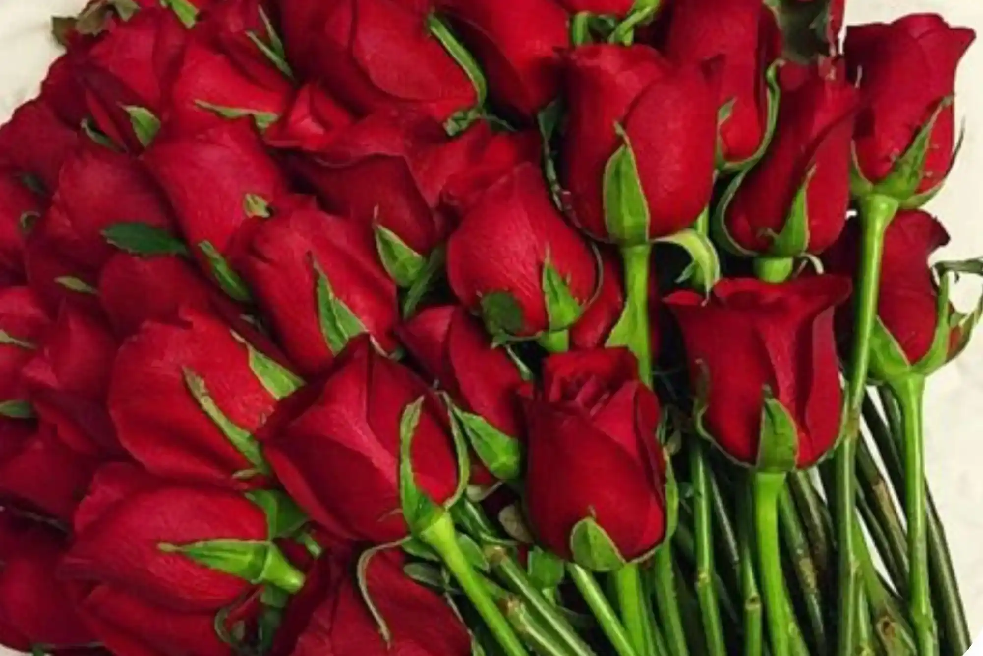 How Red Rose UAE Helps Ajman Vehicle Owners