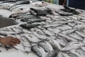 Most popular hamour fish benefits UAE Episode