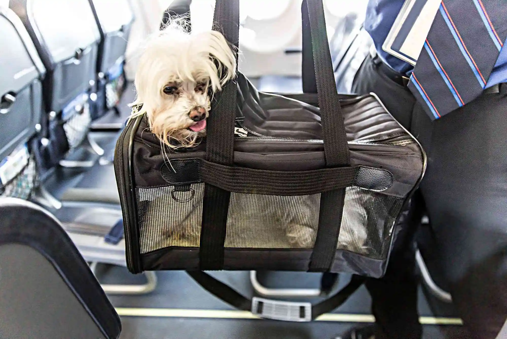 Flying with a Dog in Cabin: Airline Weight Limits, Pet Crates, and Rules
