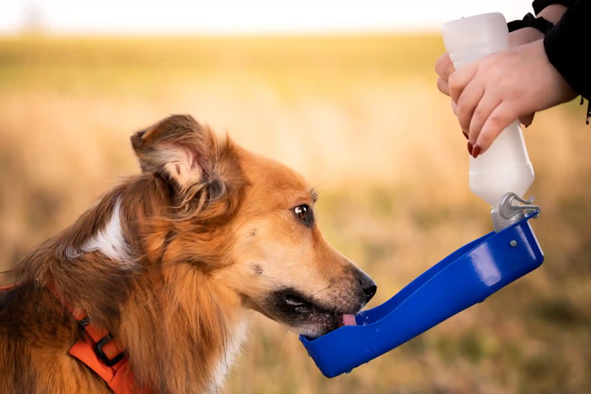 Best Portable Dog Water Bottles and Collapsible Bowls for Hiking